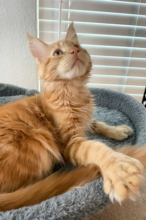 Simply | Polydactyl Maine Coon Kitten