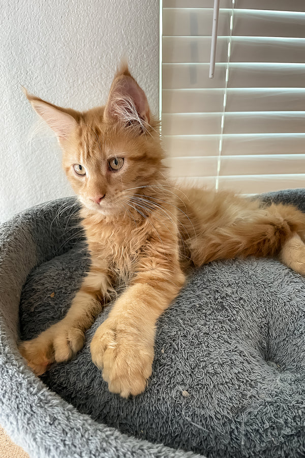 Simply | Polydactyl Maine Coon Kitten