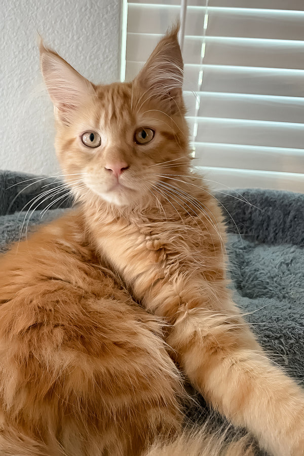 Simply | Polydactyl Maine Coon Kitten