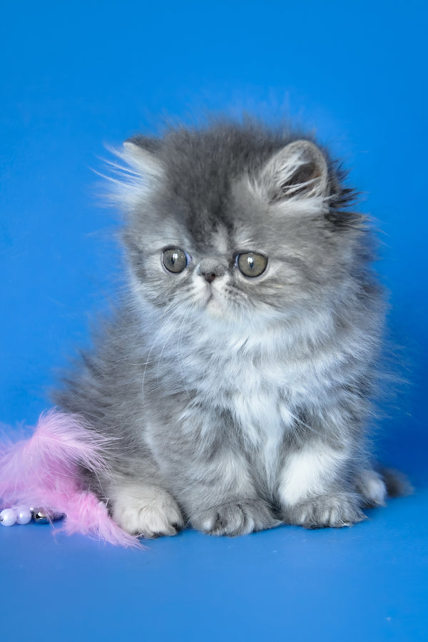 Sindi | Persian Kitten