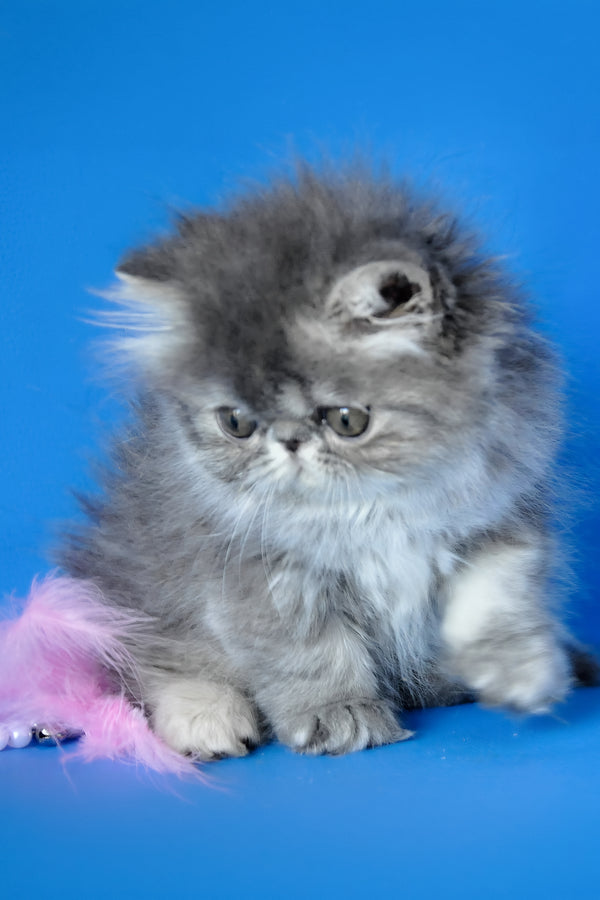 Sindi | Persian Kitten
