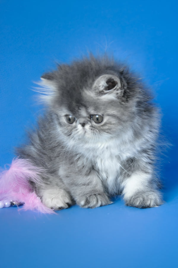 Sindi | Persian Kitten