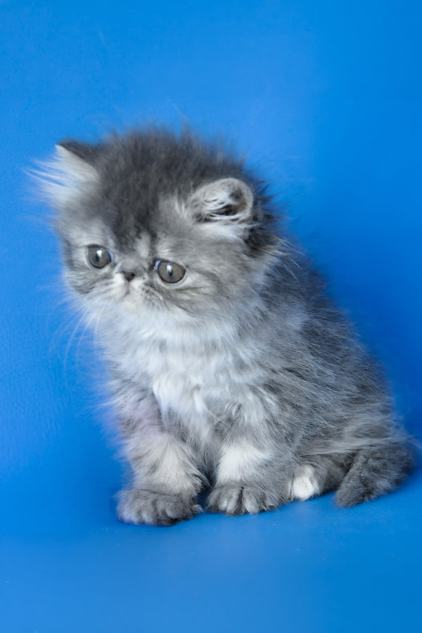 Sindi | Persian Kitten
