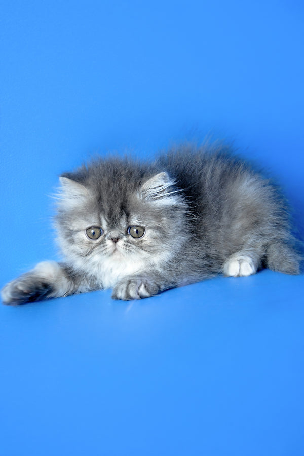 Sindi | Persian Kitten