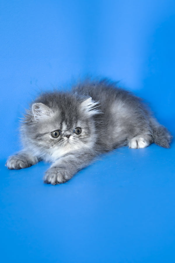 Sindi | Persian Kitten