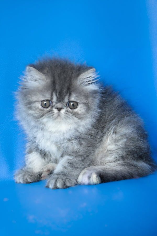 Sindi | Persian Kitten