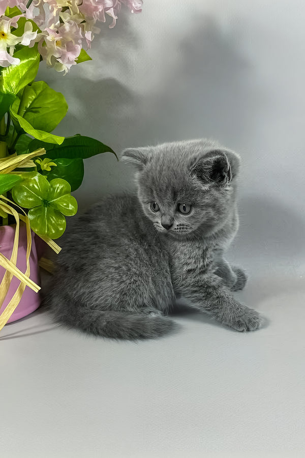 Skay | British Shorthair Kitten