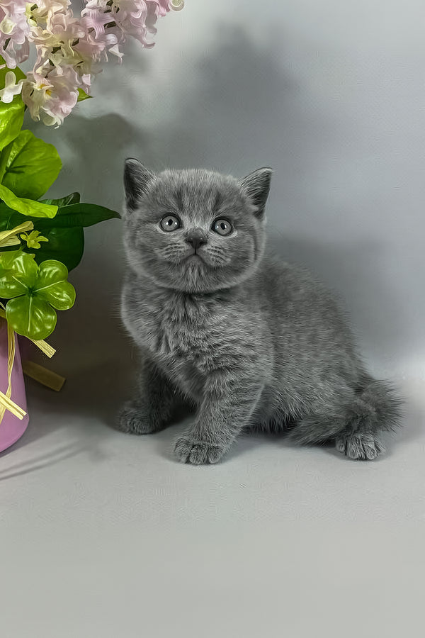 Skay | British Shorthair Kitten