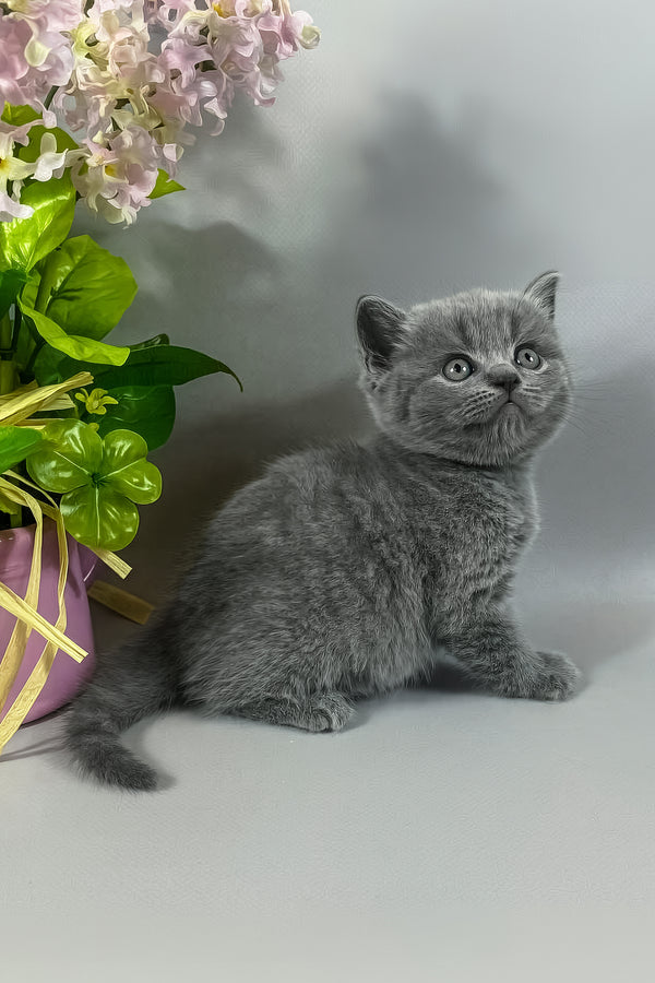 Skay | British Shorthair Kitten
