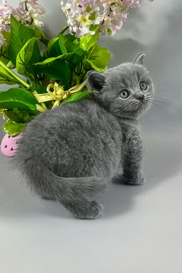 Skay | British Shorthair Kitten
