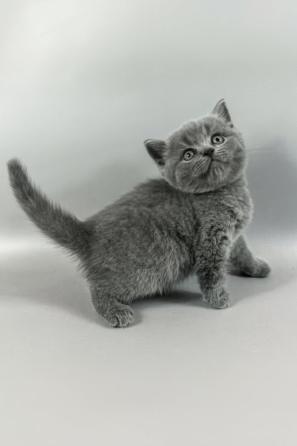 Skay | British Shorthair Kitten