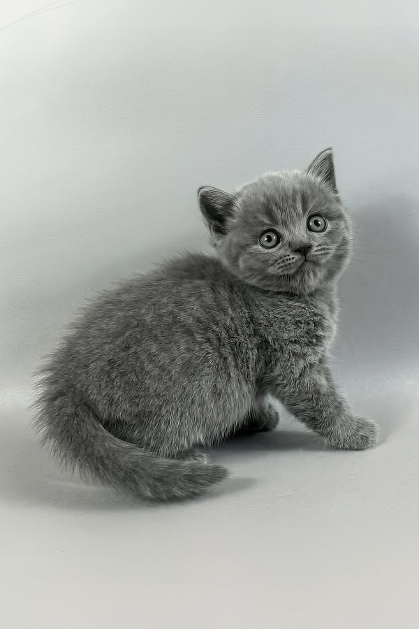 Skay | British Shorthair Kitten