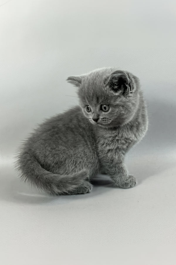 Skay | British Shorthair Kitten