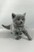 Skay | British Shorthair Kitten