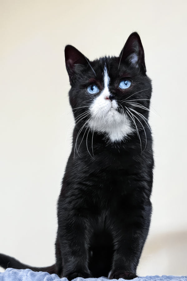 Sky | British Shorthair Kitten