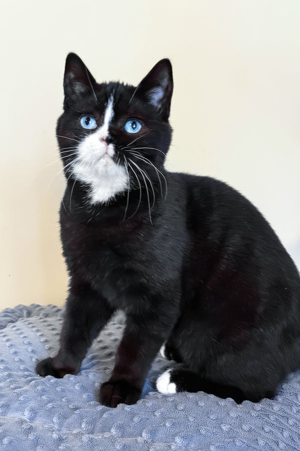 Sky | British Shorthair Kitten