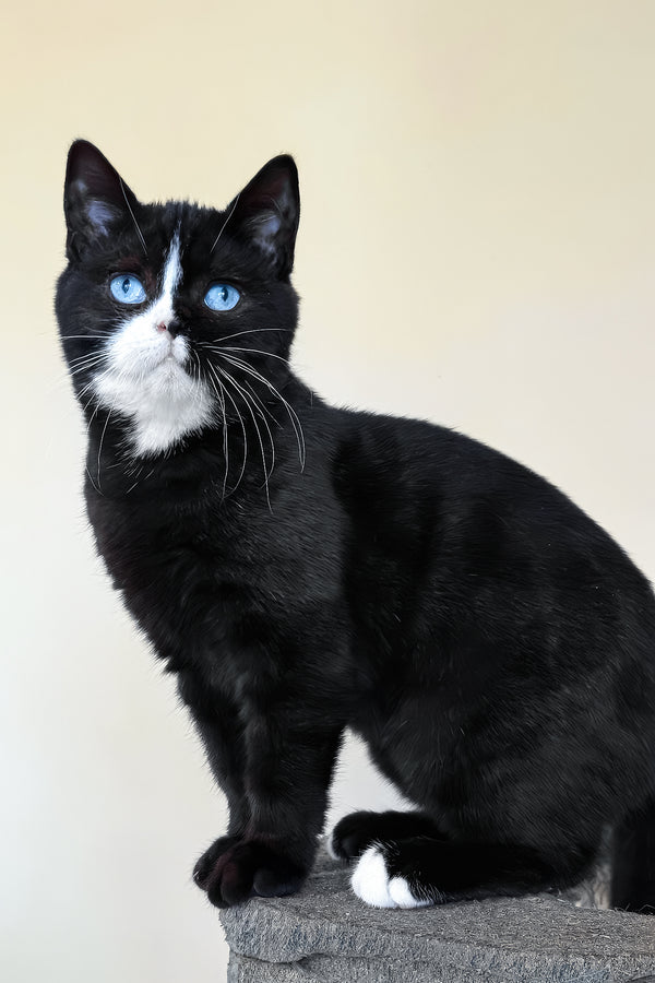 Sky | British Shorthair Kitten