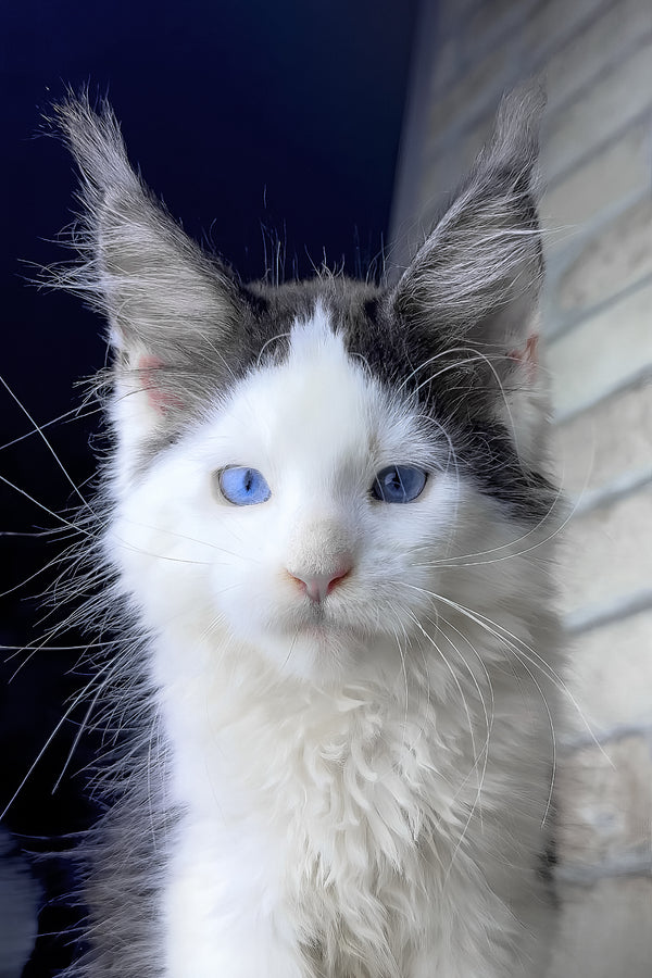 Skyler | Maine Coon Kitten