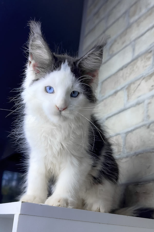 Skyler | Maine Coon Kitten