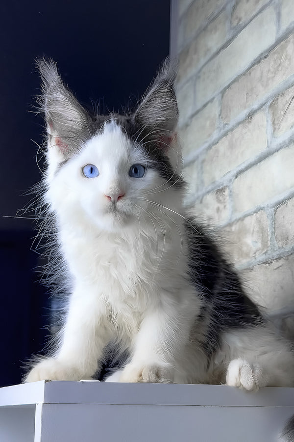 Skyler | Maine Coon Kitten