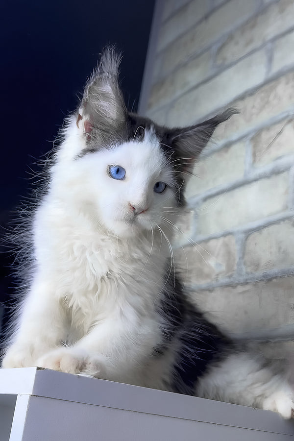 Skyler | Maine Coon Kitten