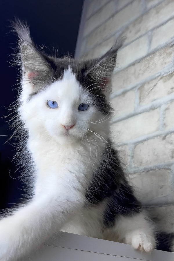 Skyler | Maine Coon Kitten