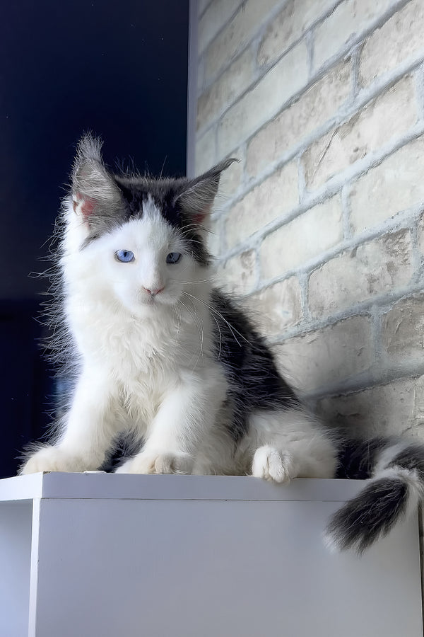 Skyler | Maine Coon Kitten