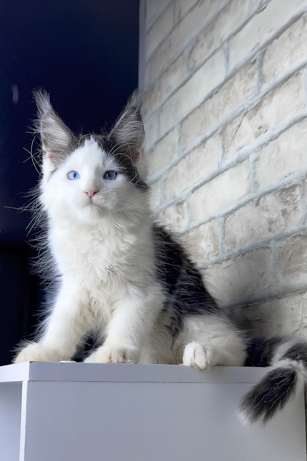 Skyler | Maine Coon Kitten