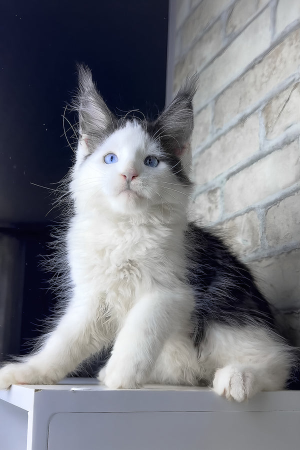 Skyler | Maine Coon Kitten
