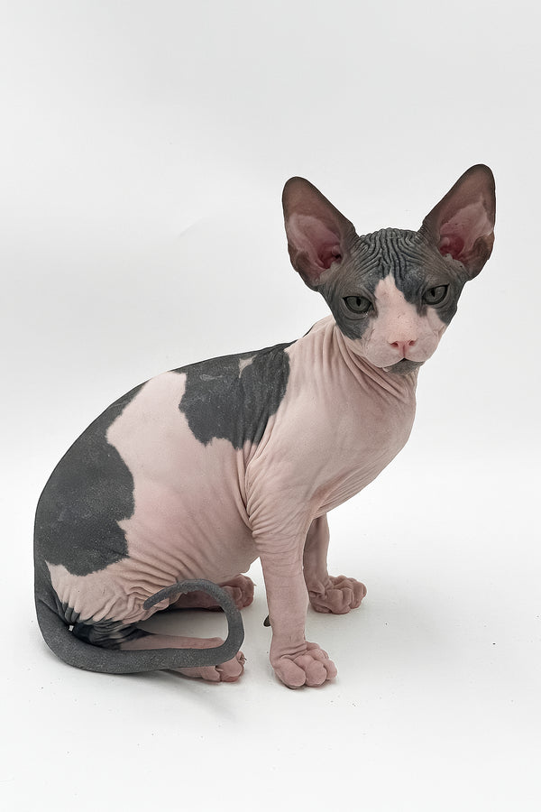 Slash | Canadian Sphynx Kitten