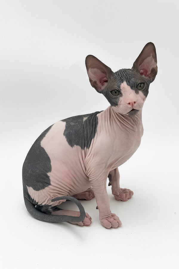 Slash | Canadian Sphynx Kitten