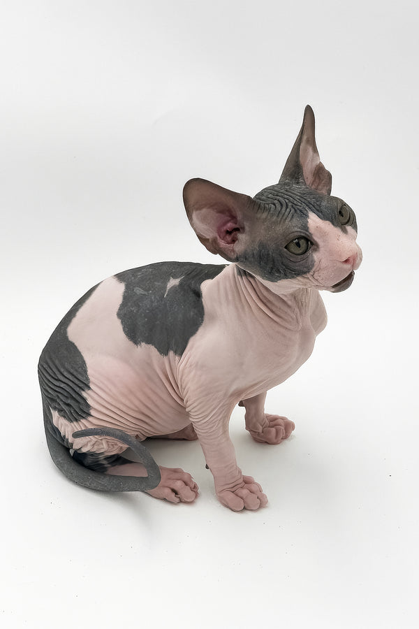 Slash | Canadian Sphynx Kitten