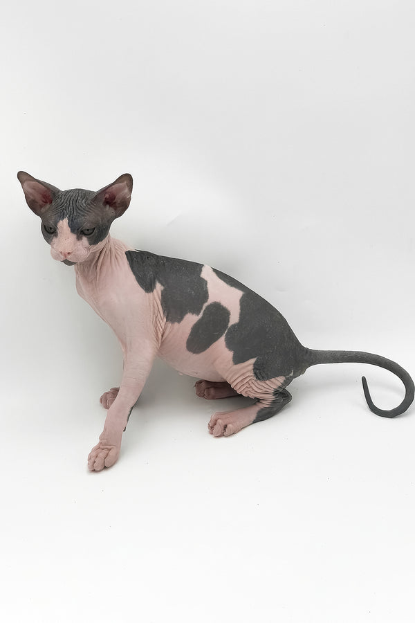 Slash | Canadian Sphynx Kitten