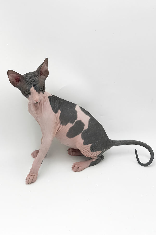 Slash | Canadian Sphynx Kitten