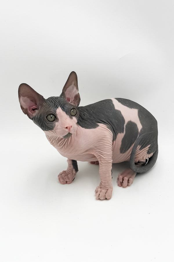 Slash | Canadian Sphynx Kitten