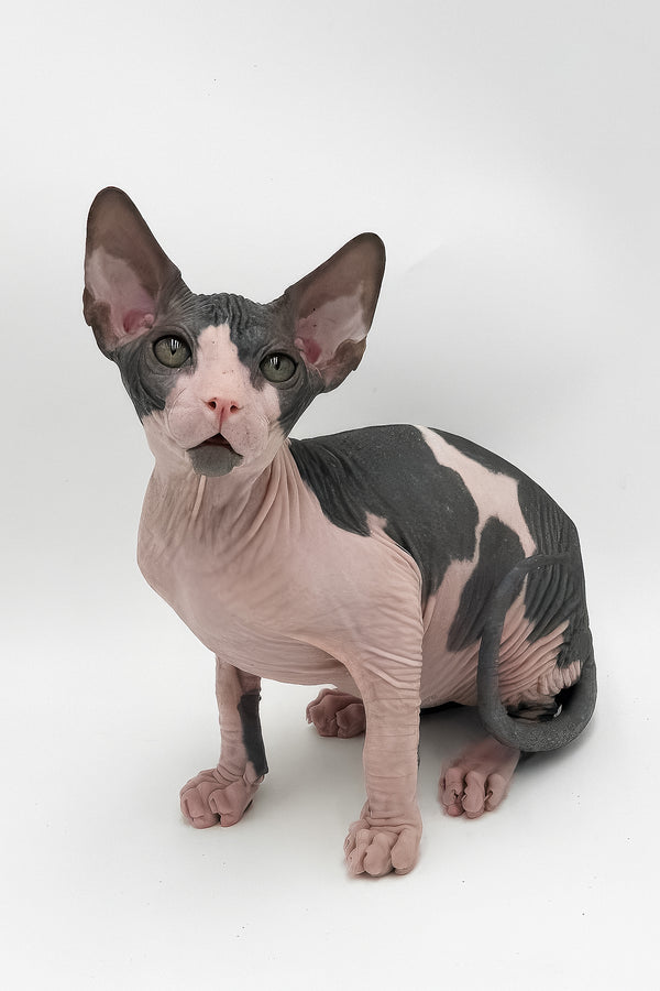 Slash | Canadian Sphynx Kitten