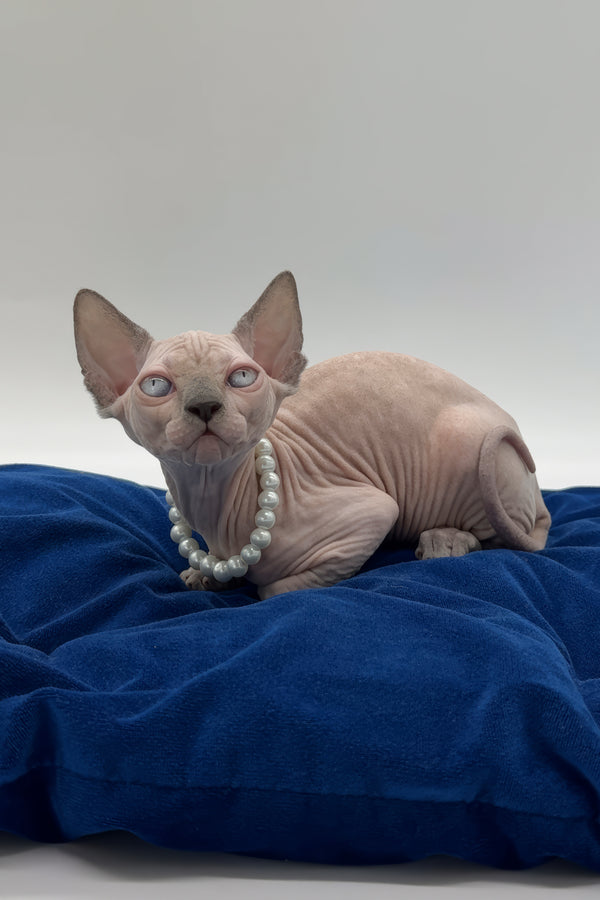 Samira | Canadian Sphynx Kitten