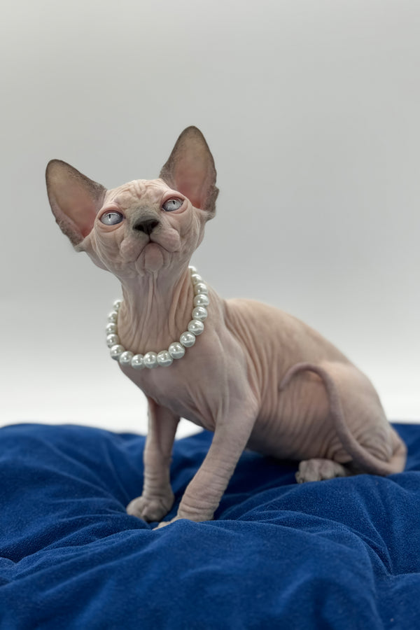 Samira | Canadian Sphynx Kitten
