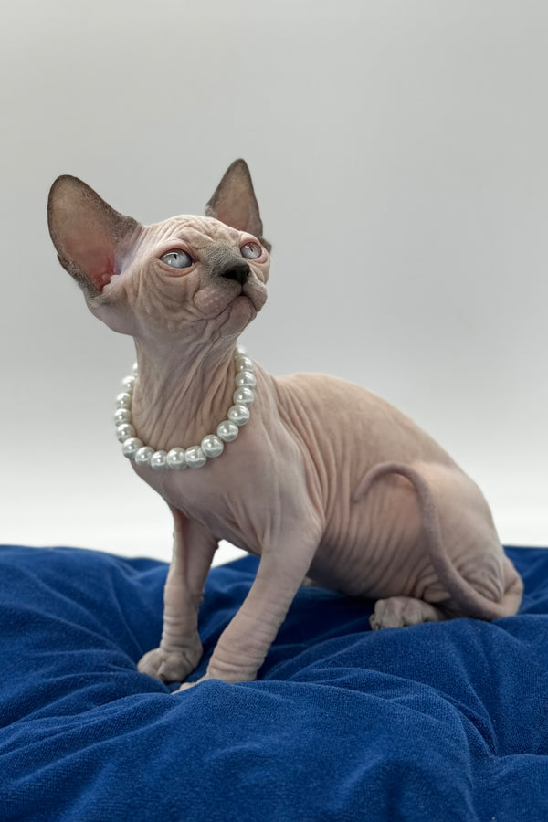 Samira | Canadian Sphynx Kitten