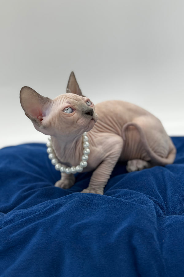 Samira | Canadian Sphynx Kitten
