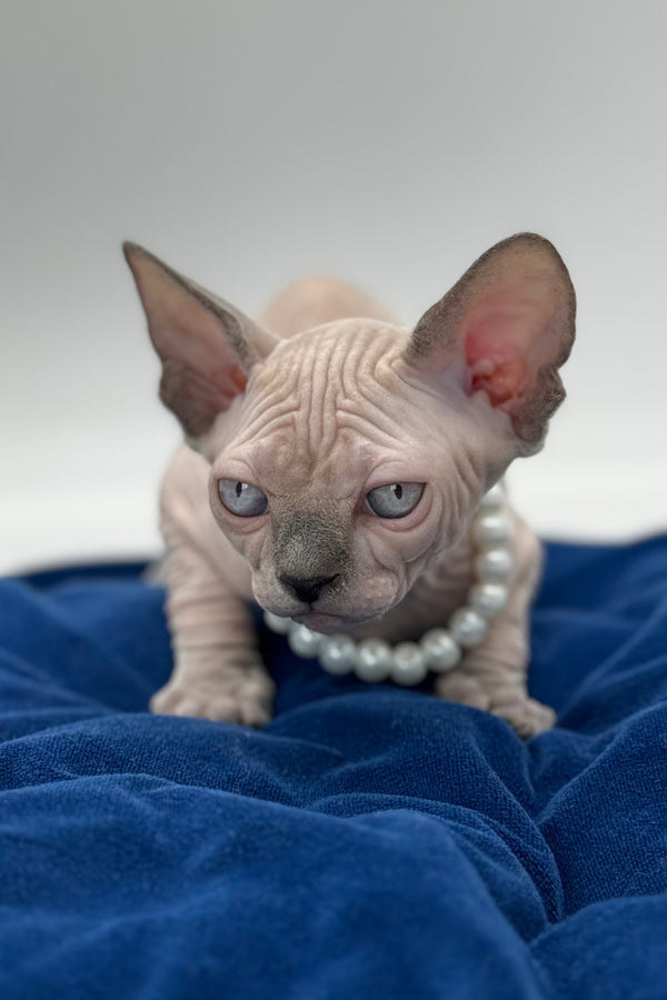 Samira | Canadian Sphynx Kitten