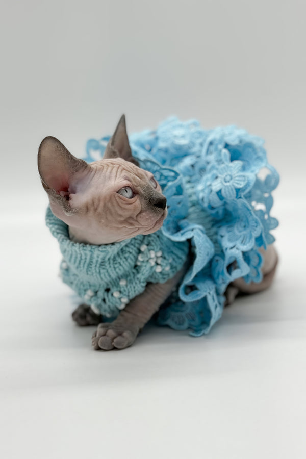 Samira | Canadian Sphynx Kitten