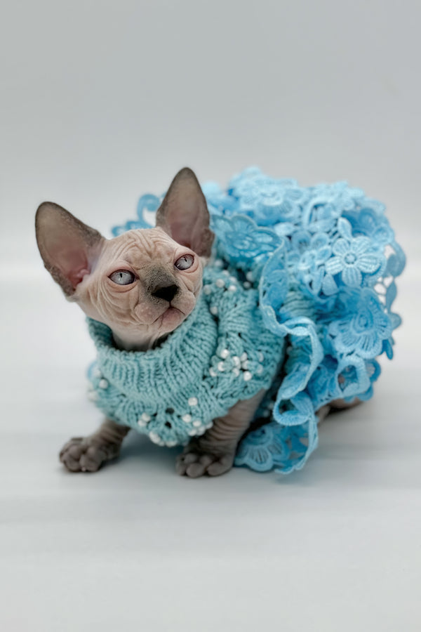 Samira | Canadian Sphynx Kitten
