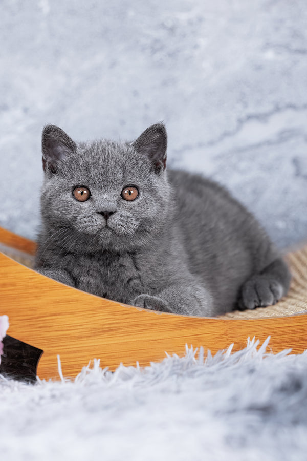Smokey | British Shorthair Kitten