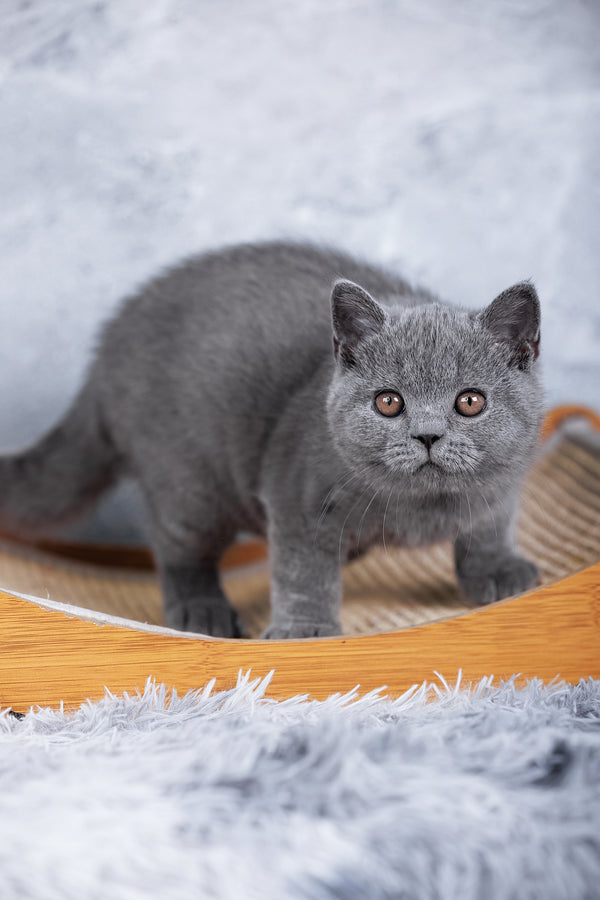 Smokey | British Shorthair Kitten