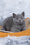 Smokey | British Shorthair Kitten