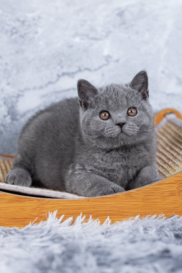 Smokey | British Shorthair Kitten