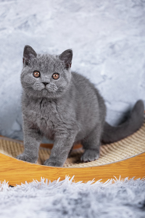 Smokey | British Shorthair Kitten