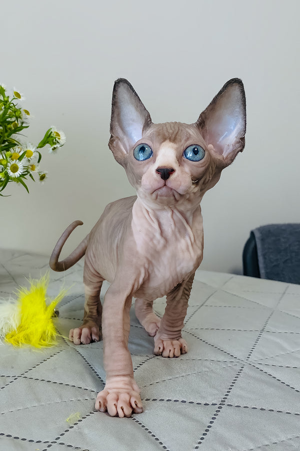 Smoky | Canadian Sphynx Kitten