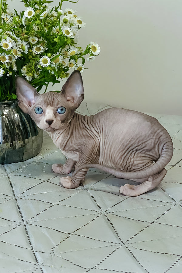Smoky | Canadian Sphynx Kitten